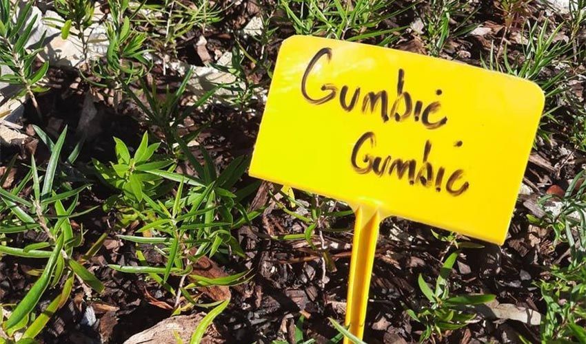 Australia’s Herbal Treasure