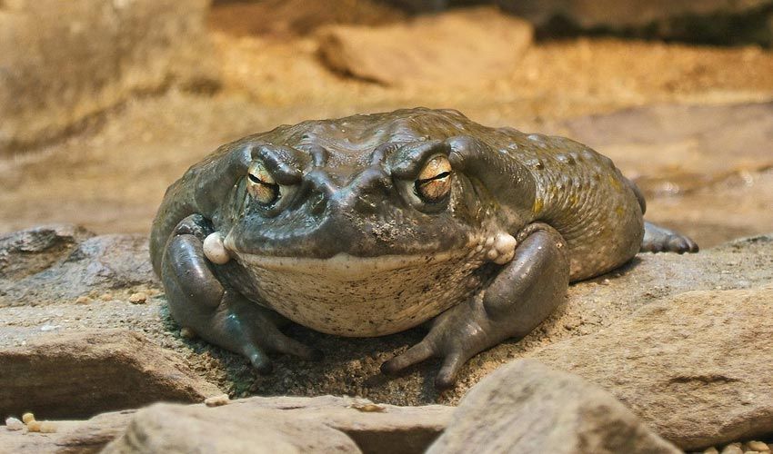 The Colorado River Toad