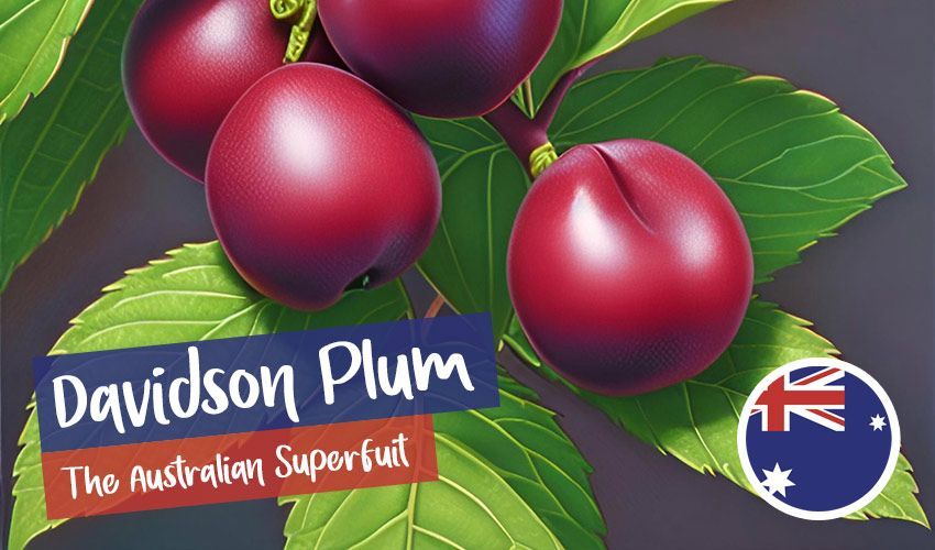 Davidson Plum