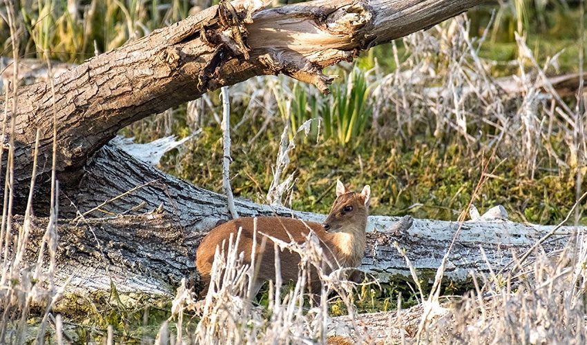 Muntjac's Spirit Animals