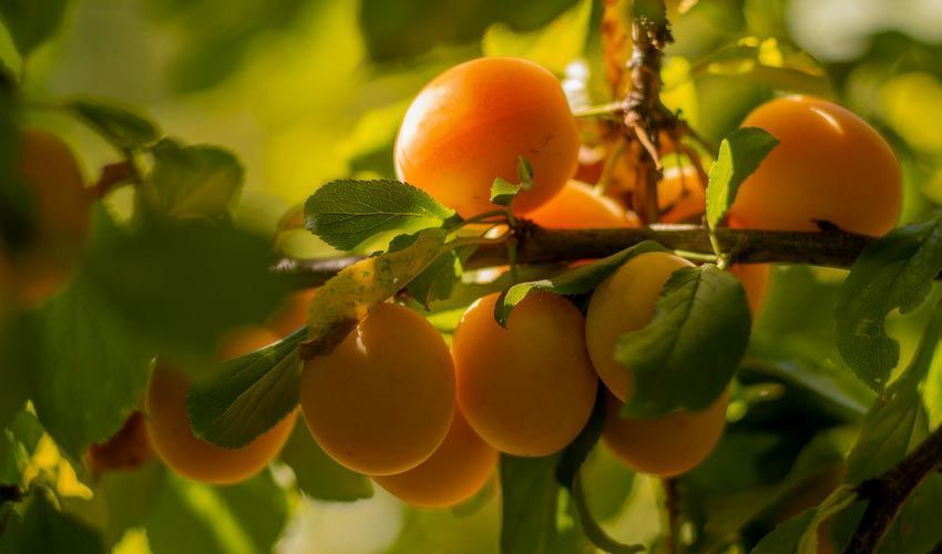 Nutritional Goodness of Apricot Kernel Oil