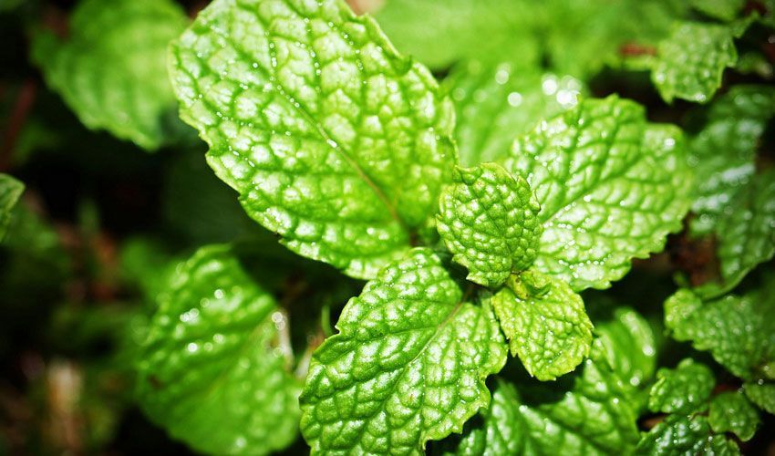 Potency of Peppermint