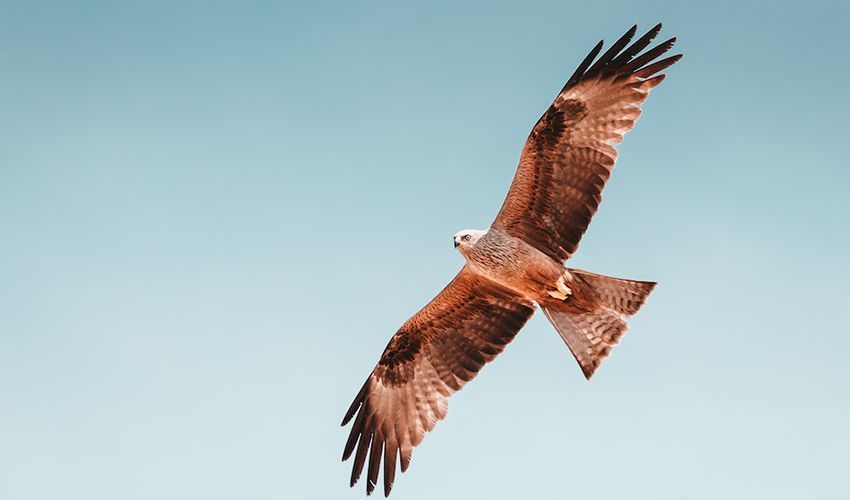 Red Kite's Spirit Animals 