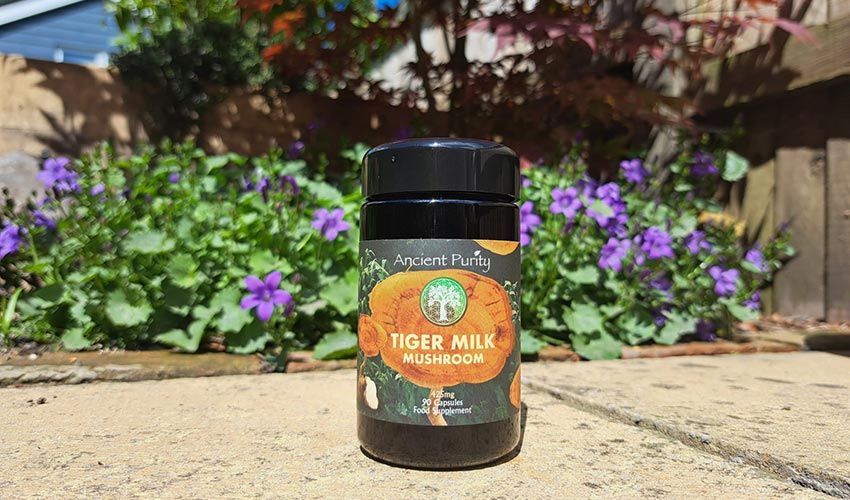 Tiger Milk Mushroom: A Traditional Remedy