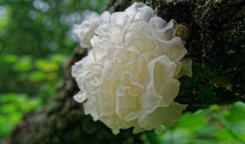 The Healing Tremella Mushroom