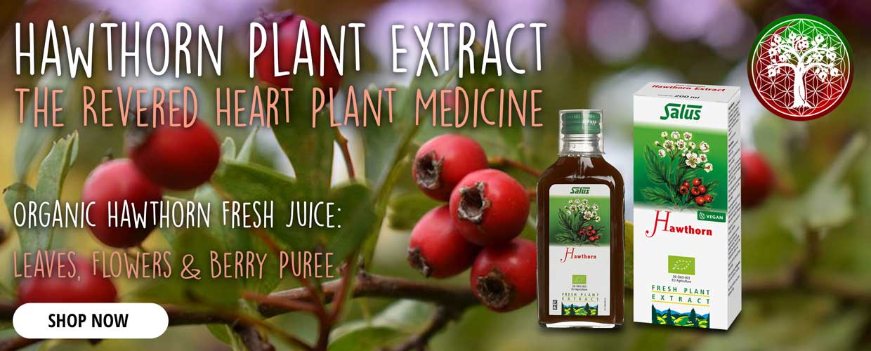 Hawthorn Plant Extract