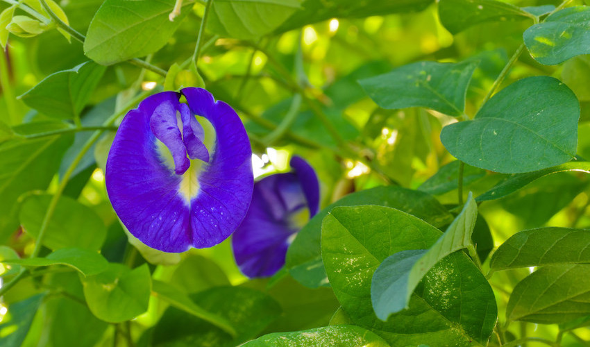 Butterfly Pea Powder Cyclotides Peptides Flavonoids Ancient Purity