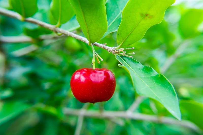 to hay fever how reduce Ancient  Superfoods  Extract  Vitamins Cherry   Acerola