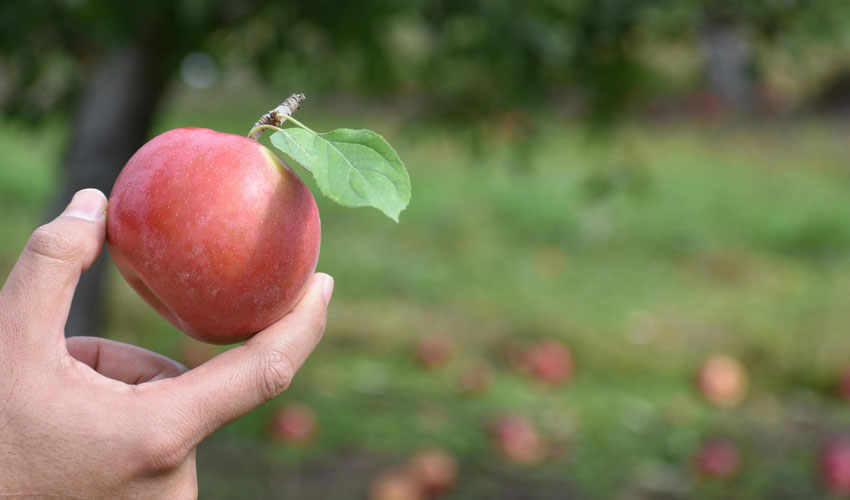 Apple Cider Vinegar Health Benefits