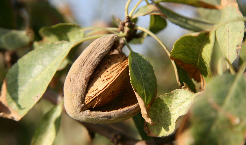 Almonds