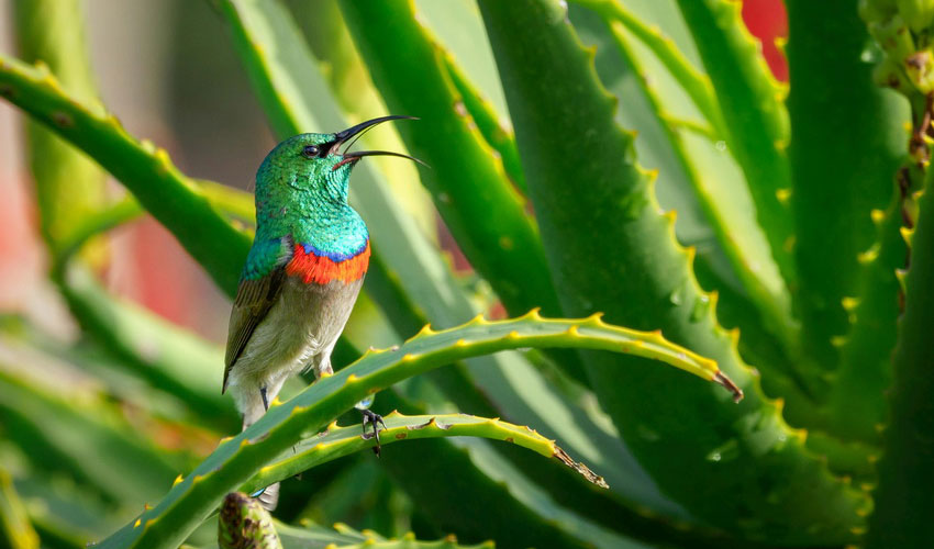 Aloe Vera