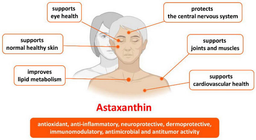 Antioxidant Properties