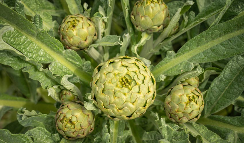 Artichoke Leaves