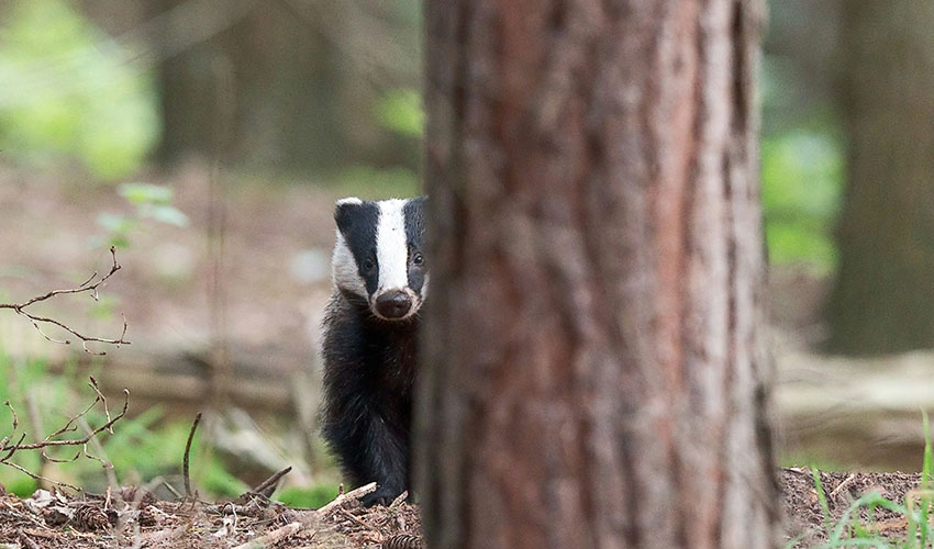 Badgers Spiritual Meaning, 