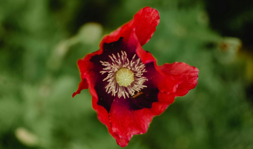 Californian Poppy