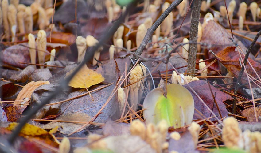 Cordyceps