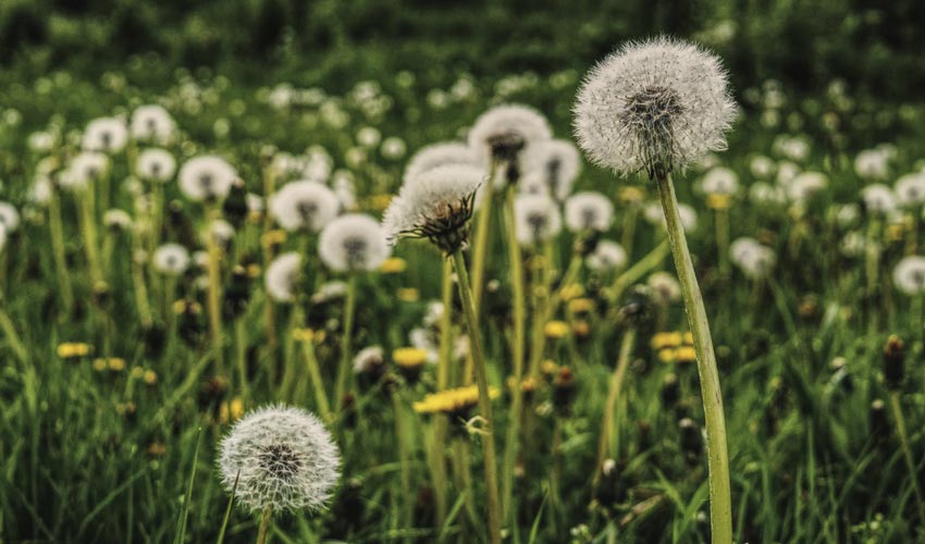 Dandelion Root