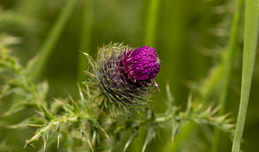 Milk Thistle Tea