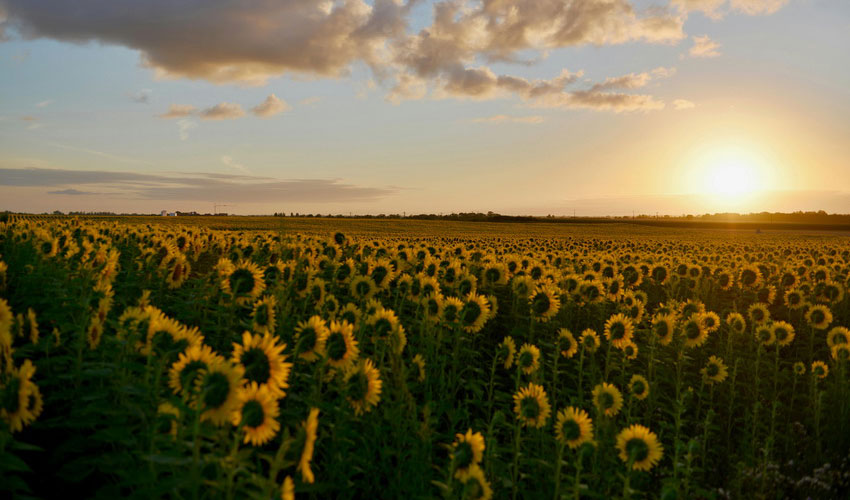 Factors Influencing Farmers