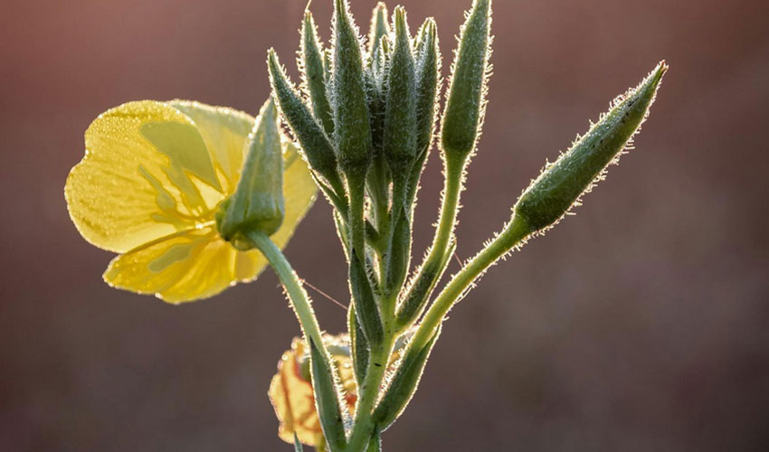 False Sowthistle 