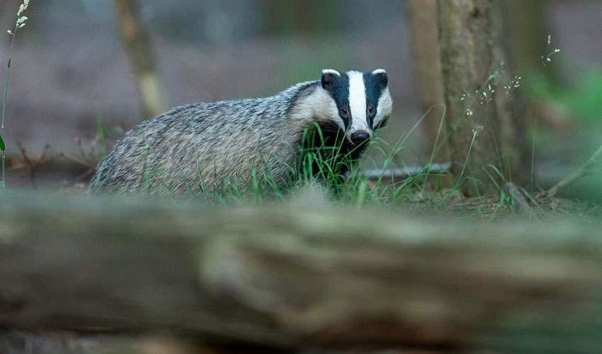 Future of Badgers