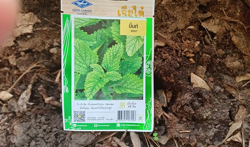 Growing Peppermint