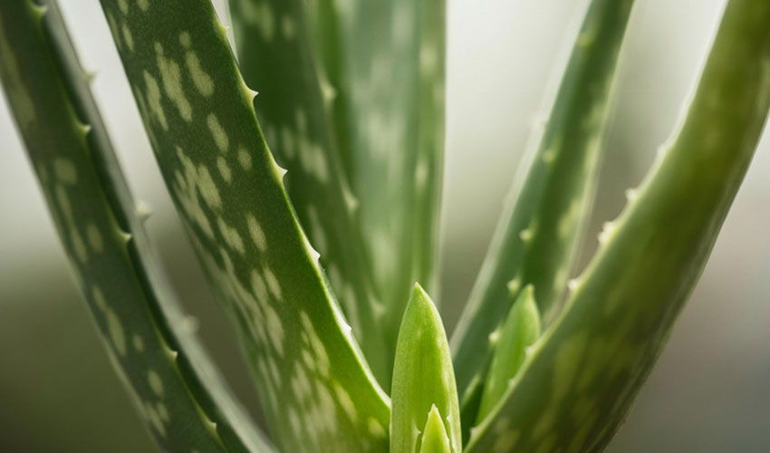 Indoor Plant