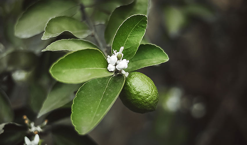 Kaffir Lime Leaves