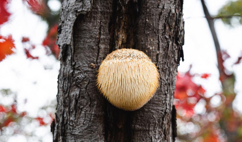 Lion’s Mane Mushroom