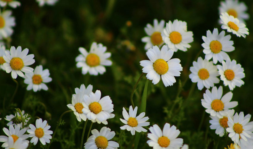 Medicinal Herbs