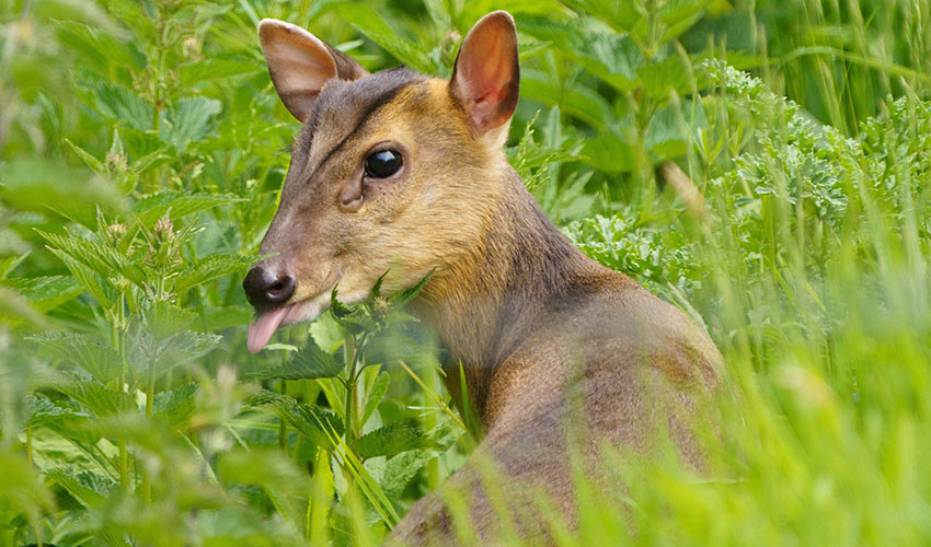 Muntjac Deer