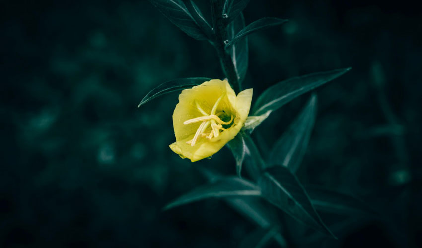 Nettle, Evening Primrose & Leafcup