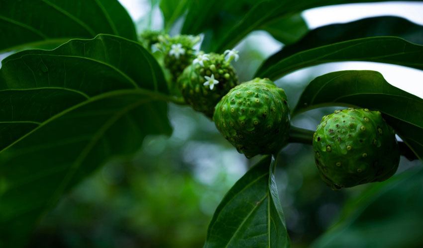 Noni Fruit