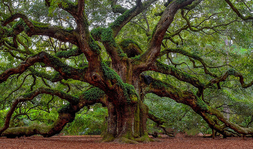 Oak Tree