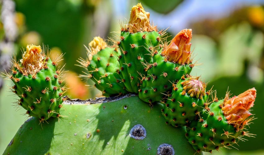 Prickly Pear