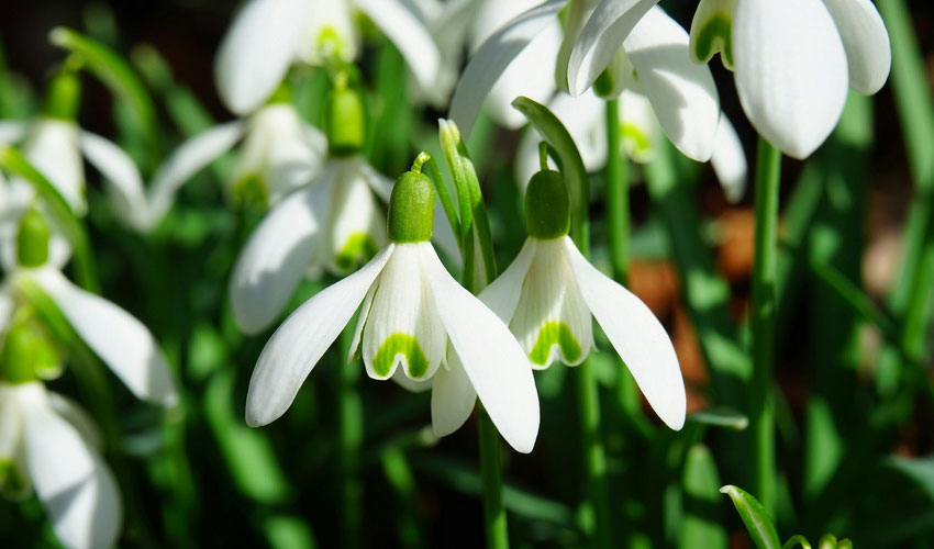 Snowdrop