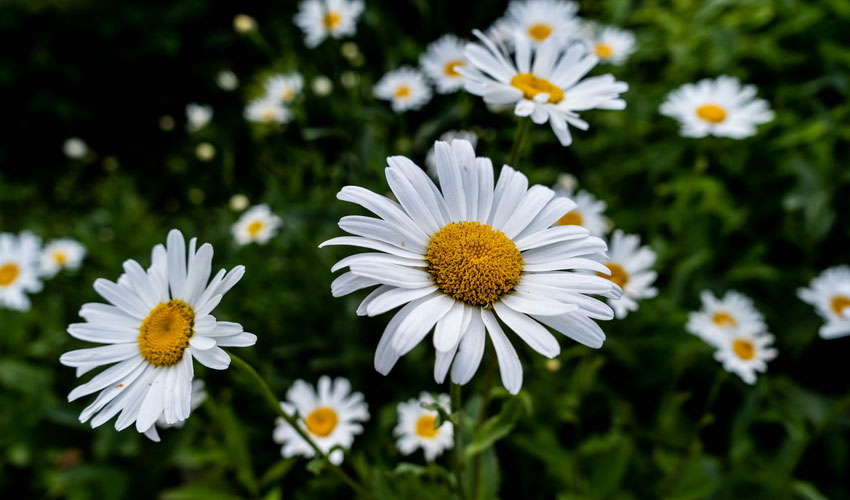 Soothing Herbs