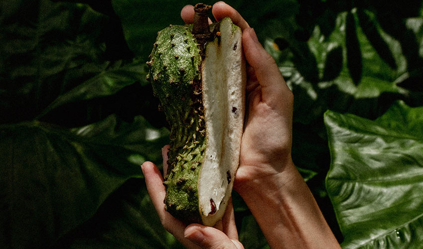 Soursop Leaves