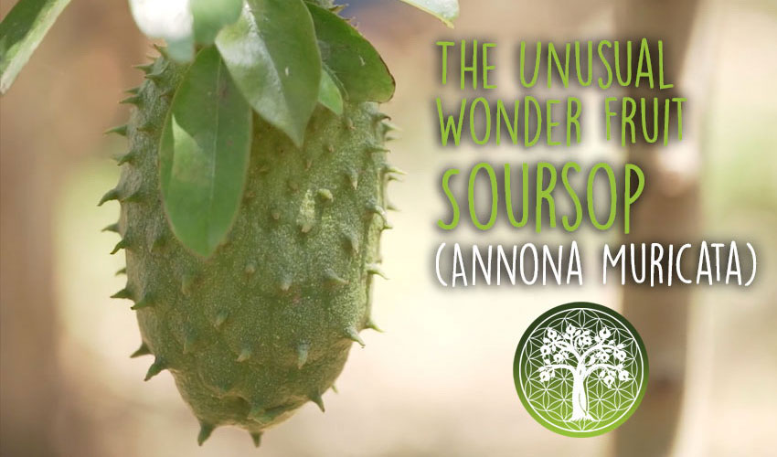 Soursop