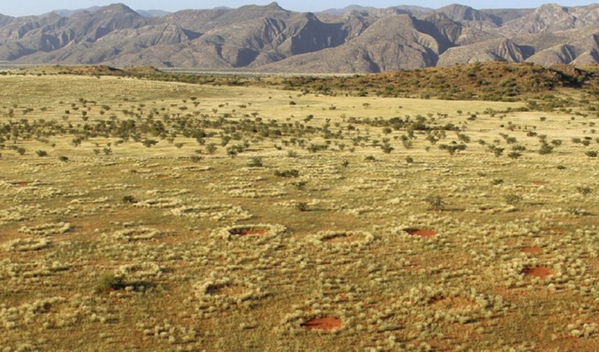 Studying Fairy Circles