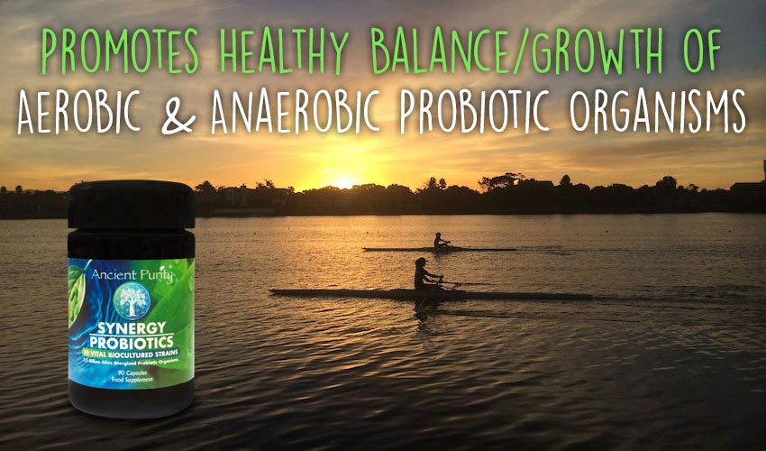 Ancient Purity Synergy Probiotics