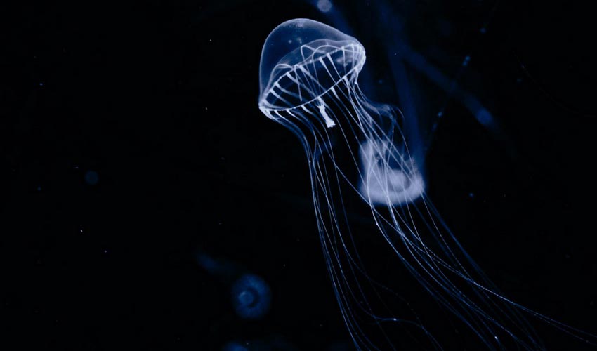 The Jellyfish