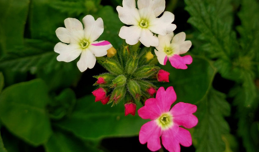 Verbena