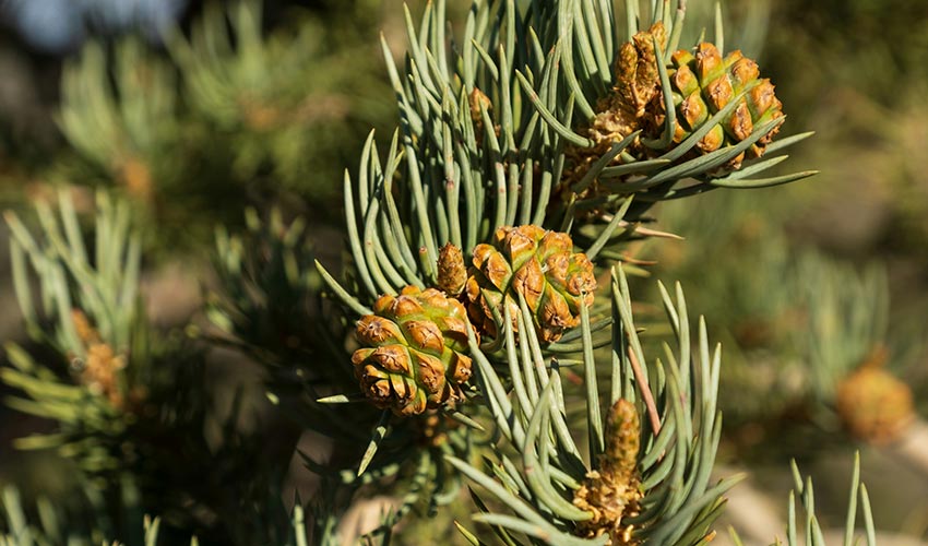 What Exactly is Pine Pollen