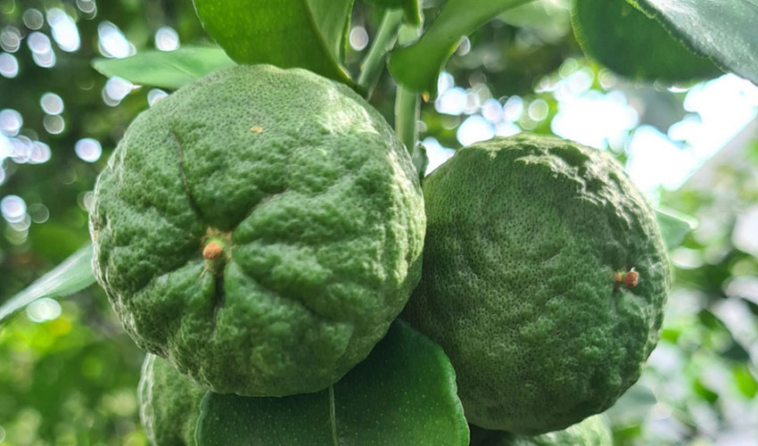 What is Kaffir Lime